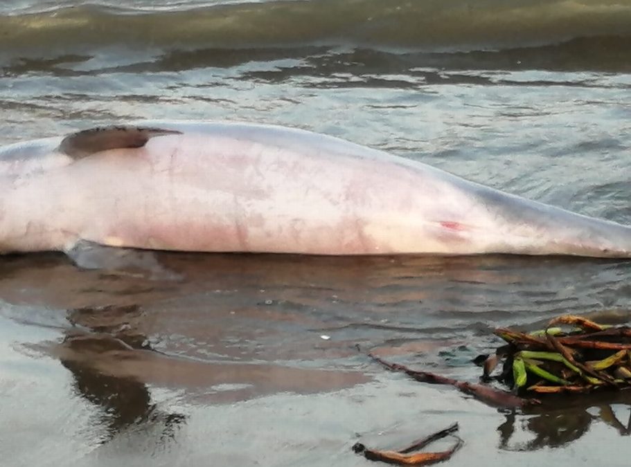 Delfín muerto en playa de Alvarado, Veracruz