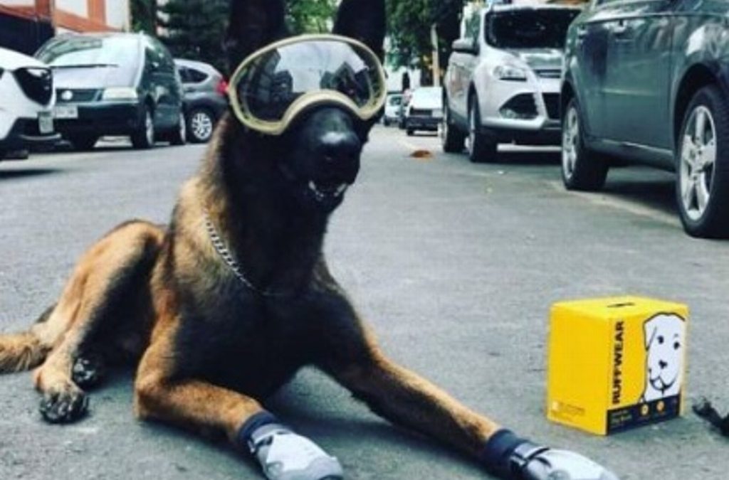Murió perro rescatista del sismo del 2017