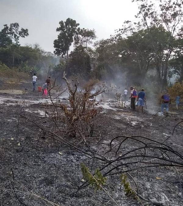 Más de mil arboles de limón persa fueron consumidos por el fuego