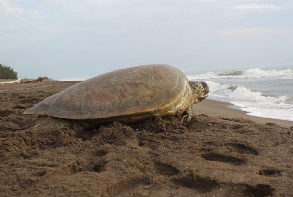 Resguardaron Sedema y SSP 32 mil huevos de tortugas marinas