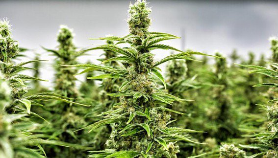Aprobarían en septiembre ley que regula uso lúdico de la marihuana