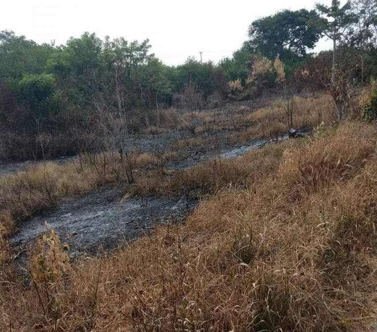 Denunciaremos por quema y tala de mangle: Ayuntamiento de San Rafael