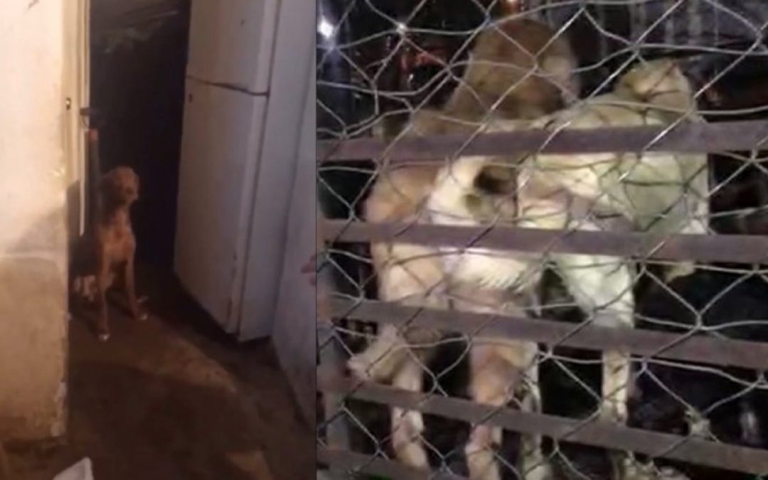 Mujer secuestraba y congelaba perros en Bosques de San Sebastián
