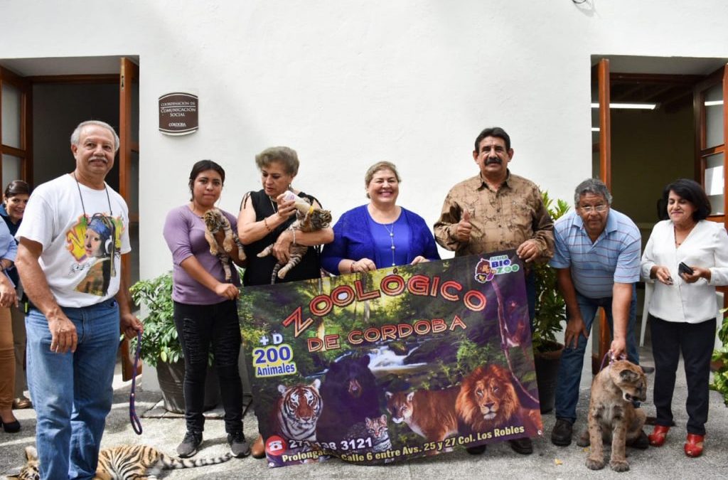 Logra zoológico de Córdoba exitoso nacimiento de tigres con apoyo de autoridades municipales
