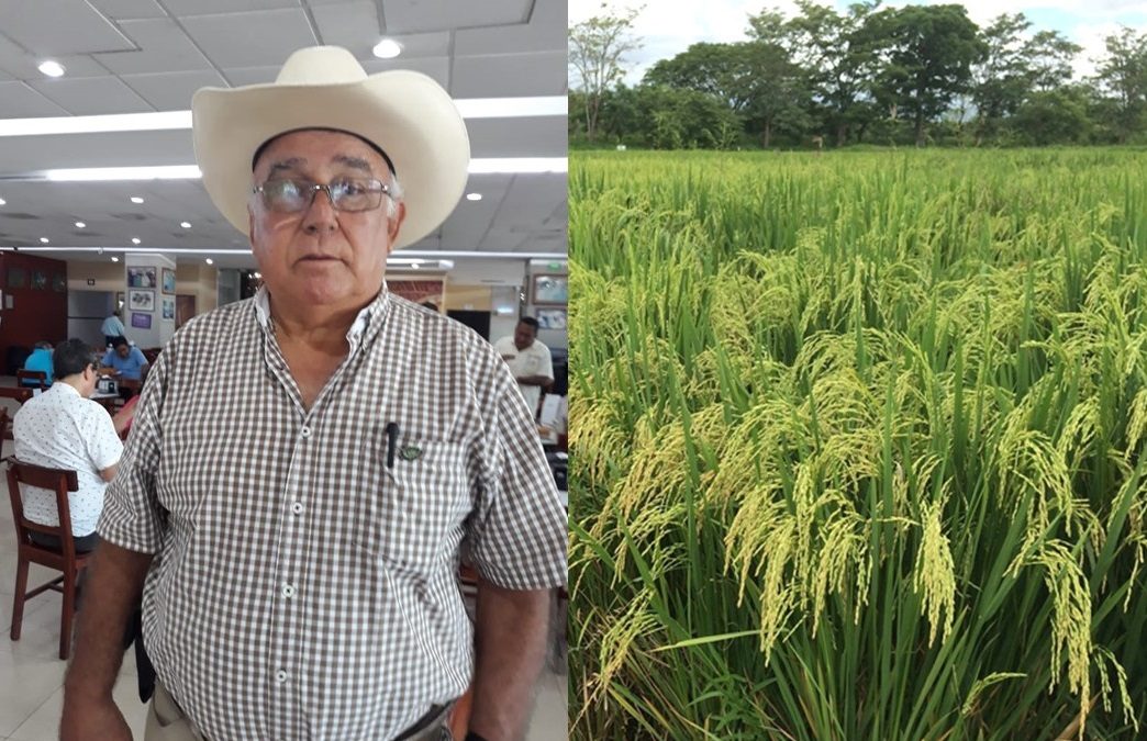 2mil 500 Hectáreas se han perdido en la siembra de arroz, por la grave escasez de lluvias