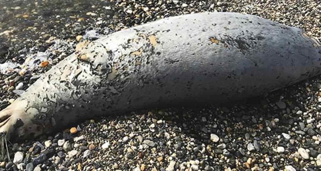 Alarma a biólogos hallazgo de 300 cadáveres de focas en Alaska