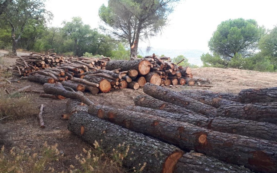 Medio Ambiente investiga una tala de árboles ilegal en la finca de la Alhondiguilla