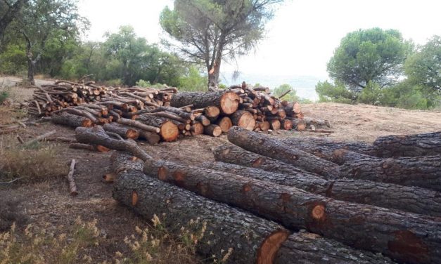 Medio Ambiente investiga una tala de árboles ilegal en la finca de la Alhondiguilla