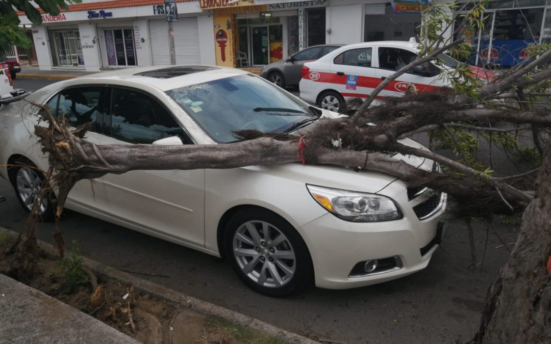 Ante primeras rachas cae árbol sobre vehículo