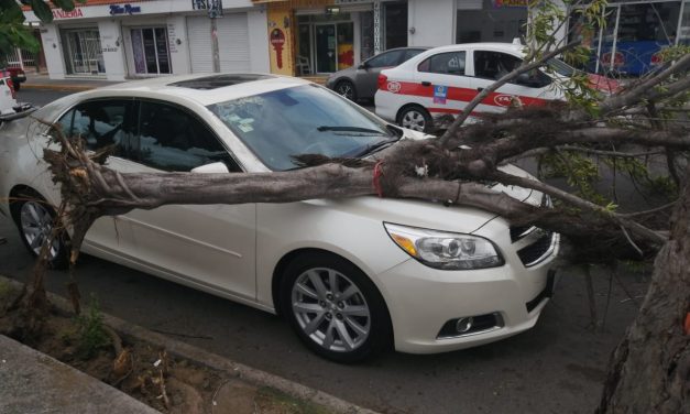 Ante primeras rachas cae árbol sobre vehículo