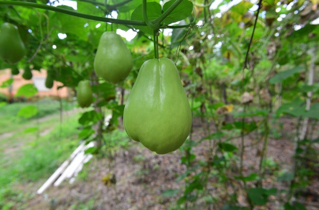 Bajas temperaturas afectan la producción de chayote