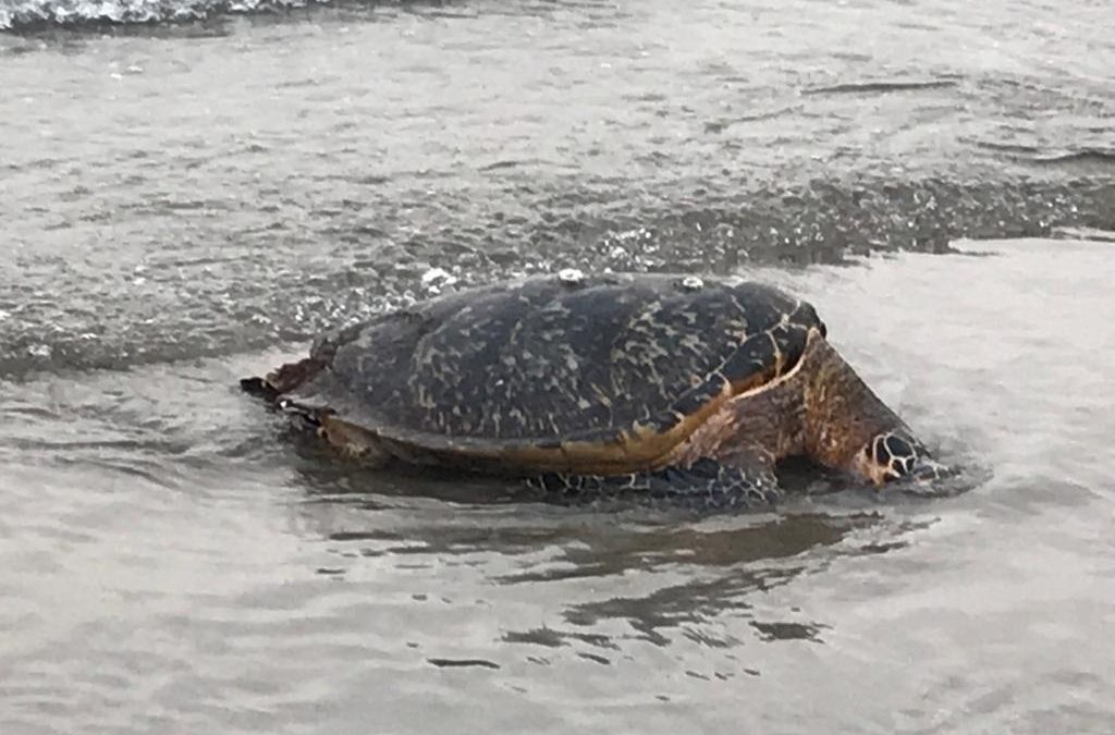 Reporta Parque Arrecifal Veracruzano que han encontrado más de 20 tortugas muertasReporta Parque Arrecifal Veracruzano que han encontrado más de 20 tortugas muertas