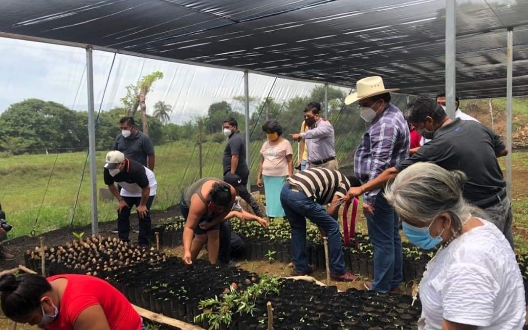 MÁS BENEFICIOS LLEGAN A CATEMACO *INAUGURAN TRES VIVEROS BAJO PROGRAMAS DE SEDARPA.