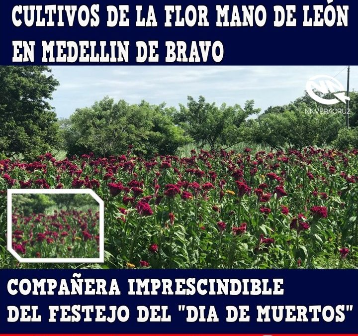 Así los cultivos de la flor de «Mano de León» en el Municipio de Medellin de Bravo, Veracruz.