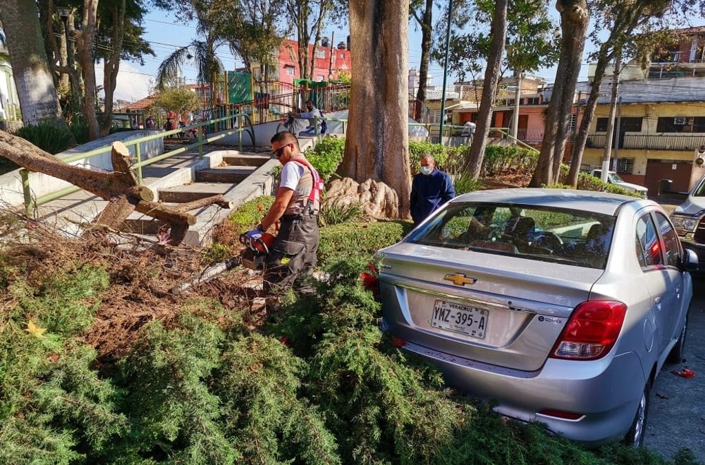 ARBOLES CAIDOS EN XALAPA PROVOCARON CORTES A LA CIRCULACIÓN