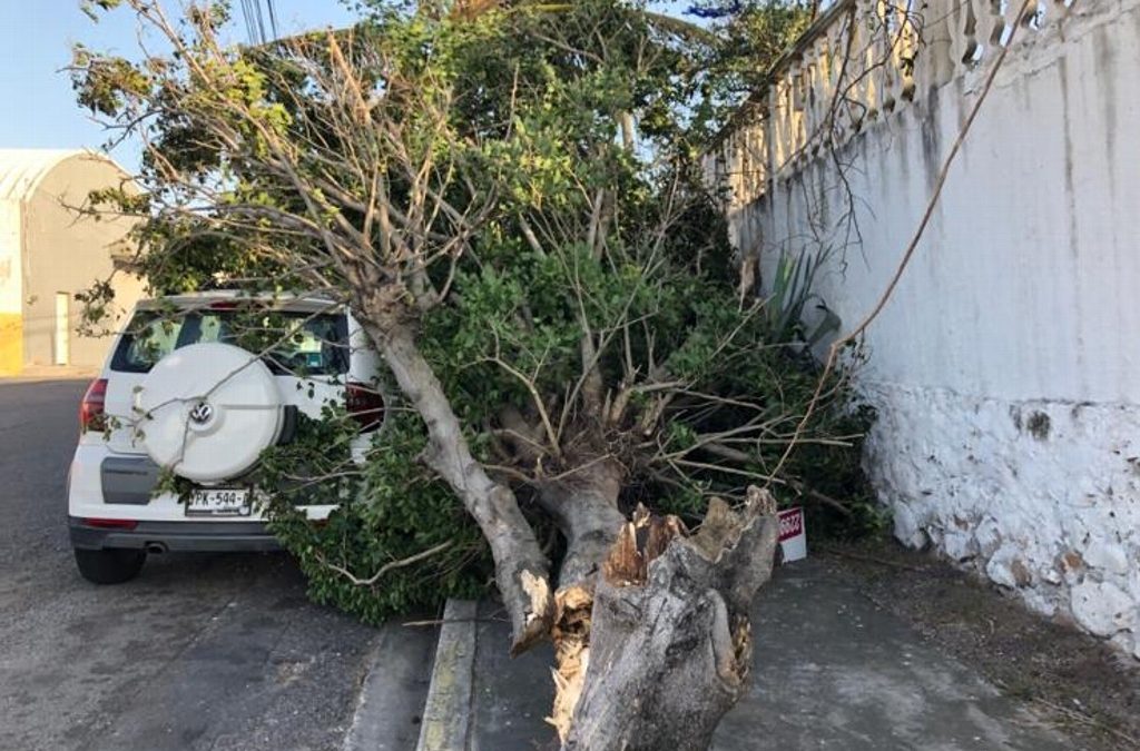 CAE ARBOL SOBRE VEHICULO EN BOCA DEL RIO