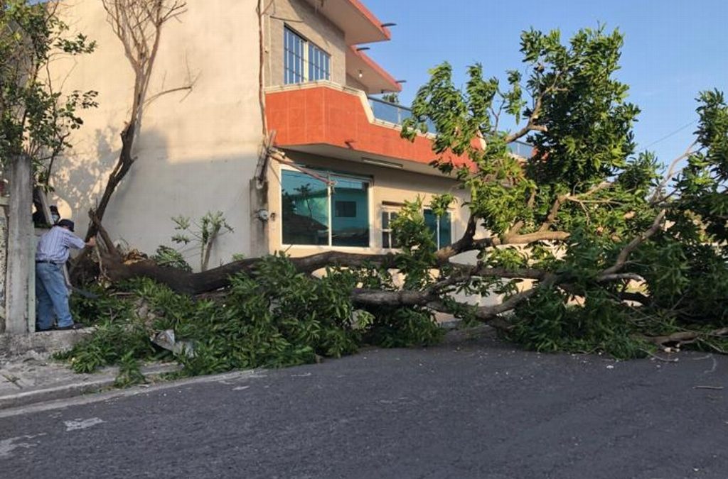 CAE ARBOL POR RACHAS HURACANAS EN BOCA DEL RIO