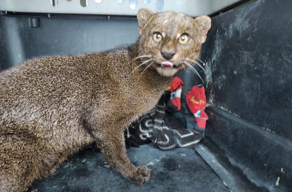 Rescatan Jaguarundi, felino considerado de las más pequeñas del mundo