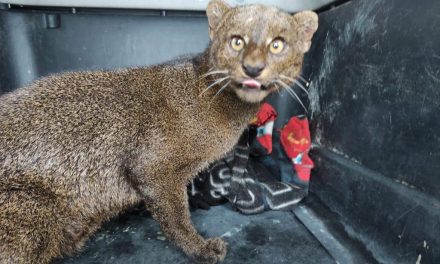 Rescatan Jaguarundi, felino considerado de las más pequeñas del mundo