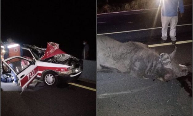 MUERE TAXISTA AL IMPACTARSE CONTRA UN SEMOVIENTE