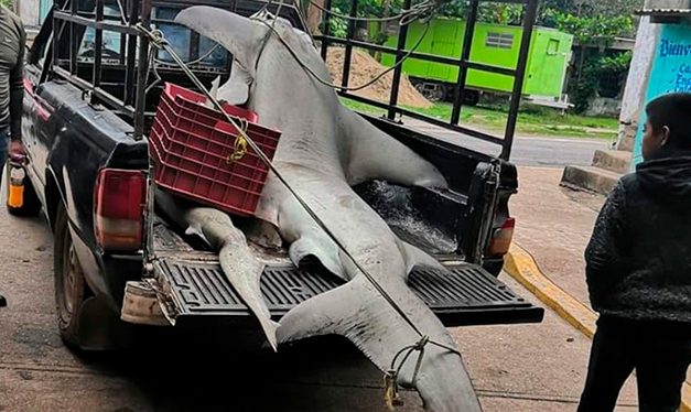 CAPTURAN UN TIBURON MARTILLO DE 200 KILOS