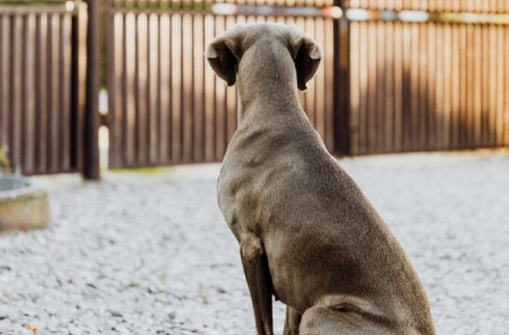 PERRO MUERDE A MENOR Y HUYE CON SU DUEÑO