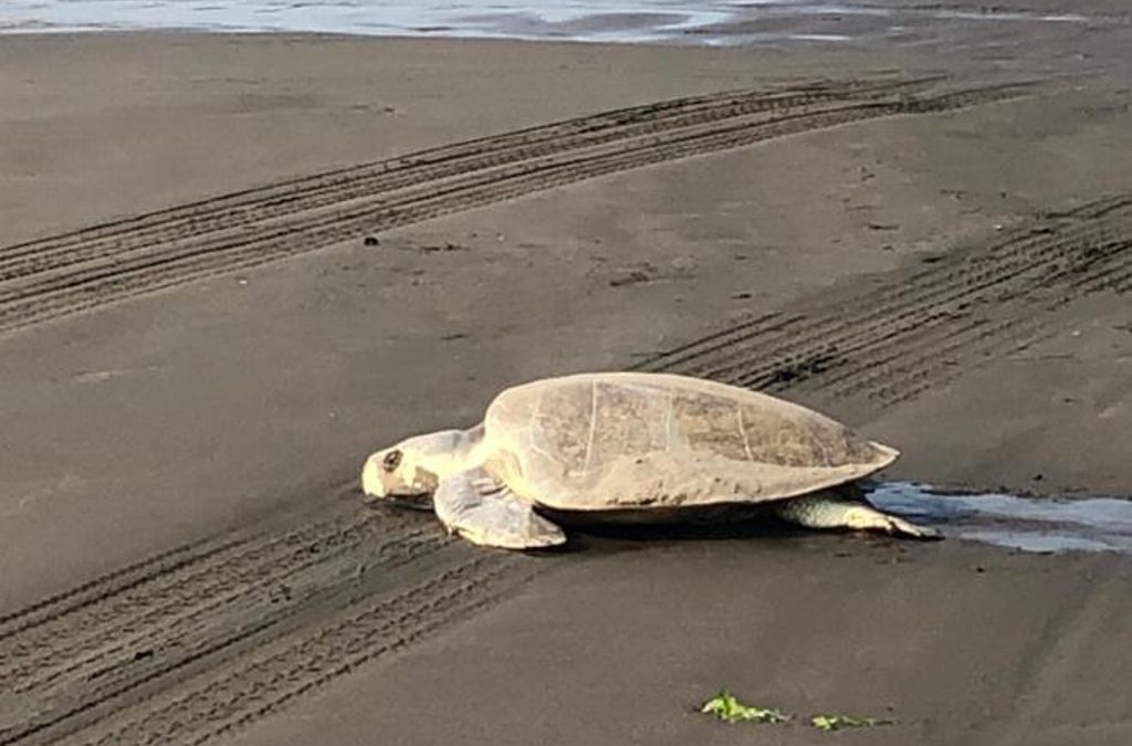 TORTUGAS DESOVAN EN PLAYAS DE BOCA DEL RIO