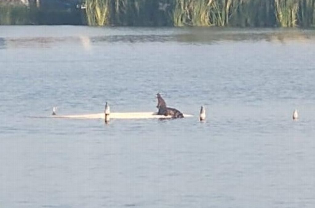 APARECE COCODRILO EN LA LAGUNA DE MALIBRAN