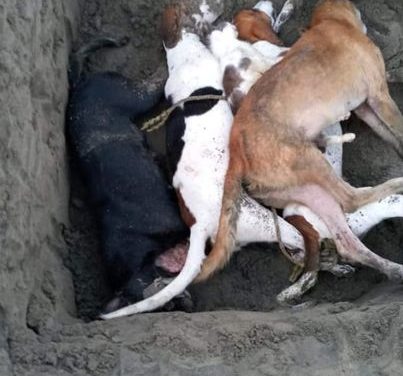 ENVENENAN PERROS Y GATOS (VIDEO)