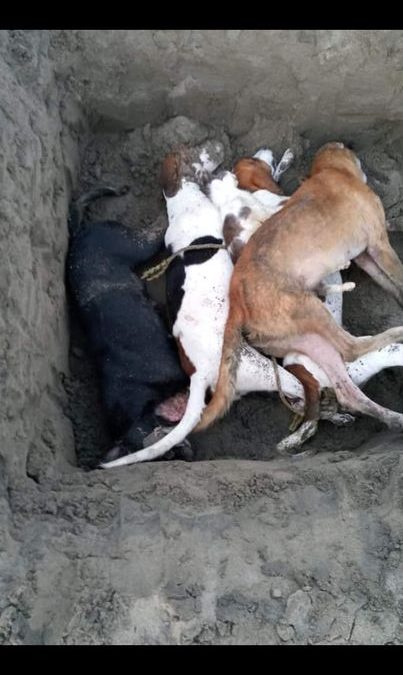 ENVENENAN PERROS Y GATOS (VIDEO)
