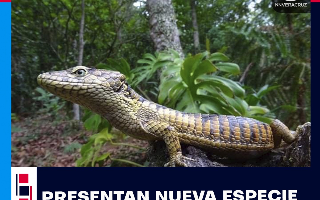 NUEVA ESPECIE DE LAGARTIJA EN ZONGOLICA