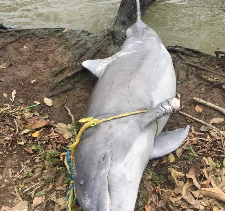 DELFIN SIN VIDA EN LOCALIDAD DE PLAYA MARTÍNEZ EN TLACOTALPAN