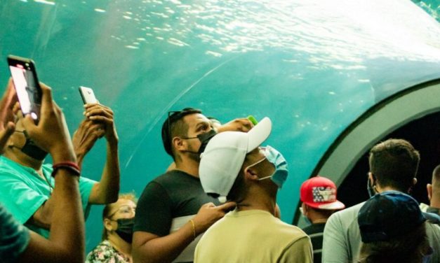 Un éxito el primer martes gratuito en el Aquarium del Puerto de Veracruz