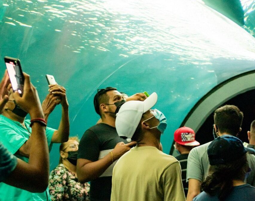 Un éxito el primer martes gratuito en el Aquarium del Puerto de Veracruz