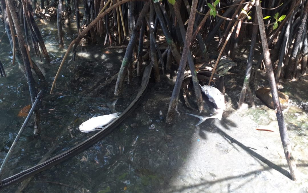 SEVERA FUGA DE PEMEX DAÑA A LOS MANGLES Y LAGUNA DE TAMPAMACHOCO