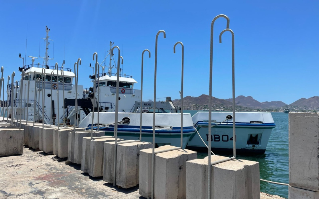 Implementa Semar acciones para salvaguardar a vaquita marina en BC
