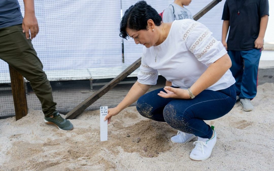 Arranca temporada de anidación de tortugas en Puerto Vallarta