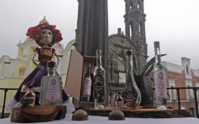Zapotitlán, Tehuacán y Caltepec invitan a conocer la Ruta del Mezcal