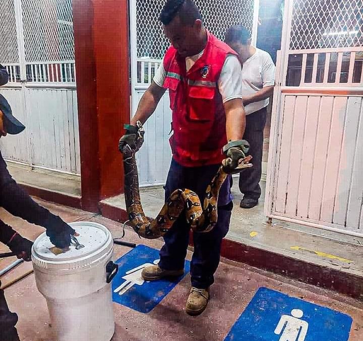SE ESCONDIA ENORME SERPIENTE EN SECUNDARIA DE COSOLEACAQUE