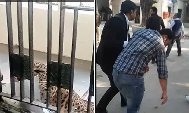 Leopardo irrumpe en un tribunal y deja heridos