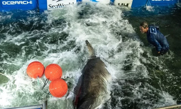 Reportan a tiburón blanco