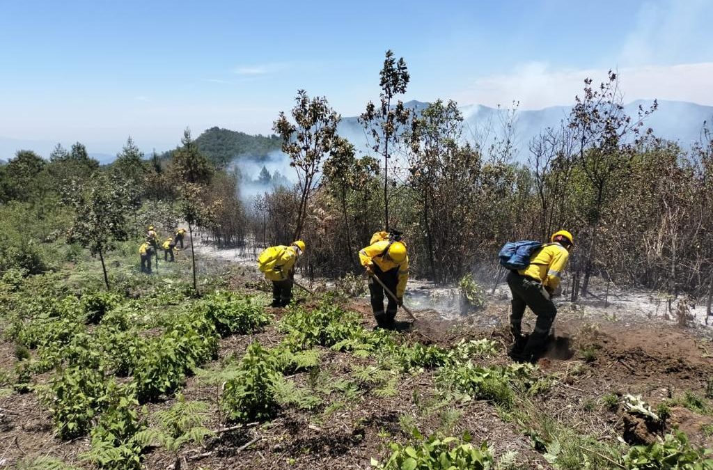 REPORTAN 9 INCENDIOS FORESTALES EN 8 MUNICIPIOS DE VERACRUZ