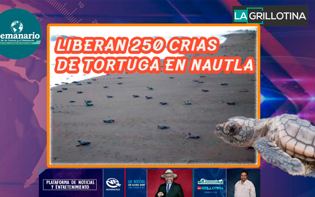 ?LIBERAN EN NAUTLA 250 CRÍAS DE TORTUGA