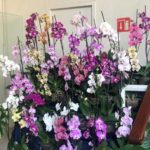 Se realiza la 45 edición de la Expo Orquídeas, en el Museo de Córdoba