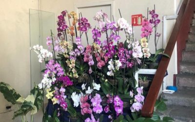 Se realiza la 45 edición de la Expo Orquídeas, en el Museo de Córdoba