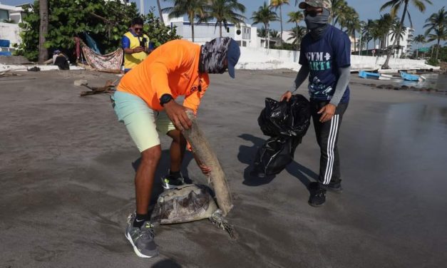 TORTUGA  MUERTA EN PLAYAS DE VERACRUZ