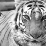 *Fallece tigresa Ronda de 16 años de edad, informa el Parque Zoológico Miguel Ángel de Quevedo*