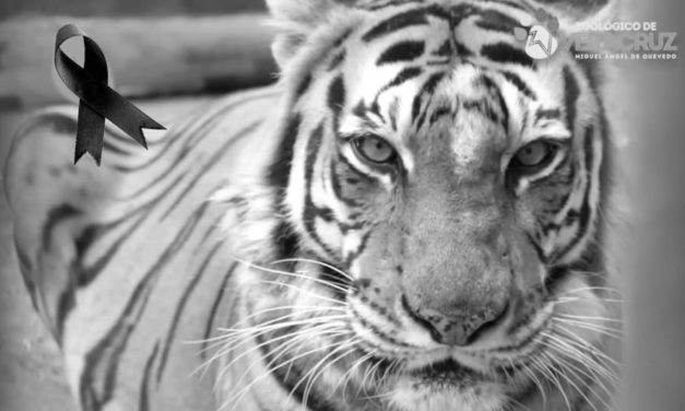 *Fallece tigresa Ronda de 16 años de edad, informa el Parque Zoológico Miguel Ángel de Quevedo*