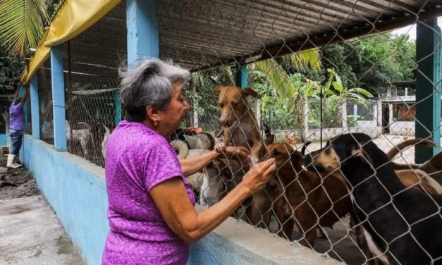 Albergue de animales “La Roca” organiza Perrotón 2025