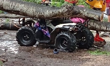 Motociclista aplastado por caída de árbol en Vargas